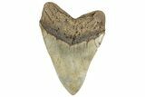 Huge, Fossil Megalodon Tooth - North Carolina #298782-2